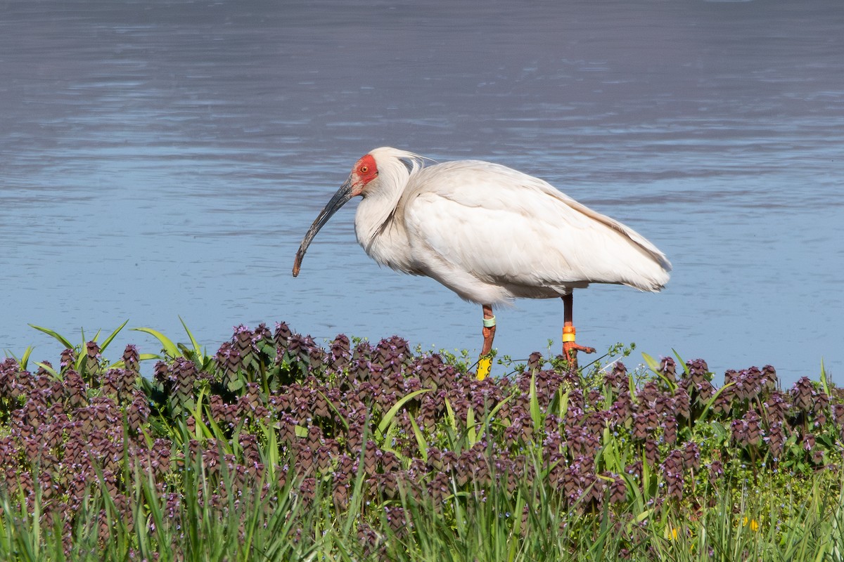 Crested Ibis - ML617509374