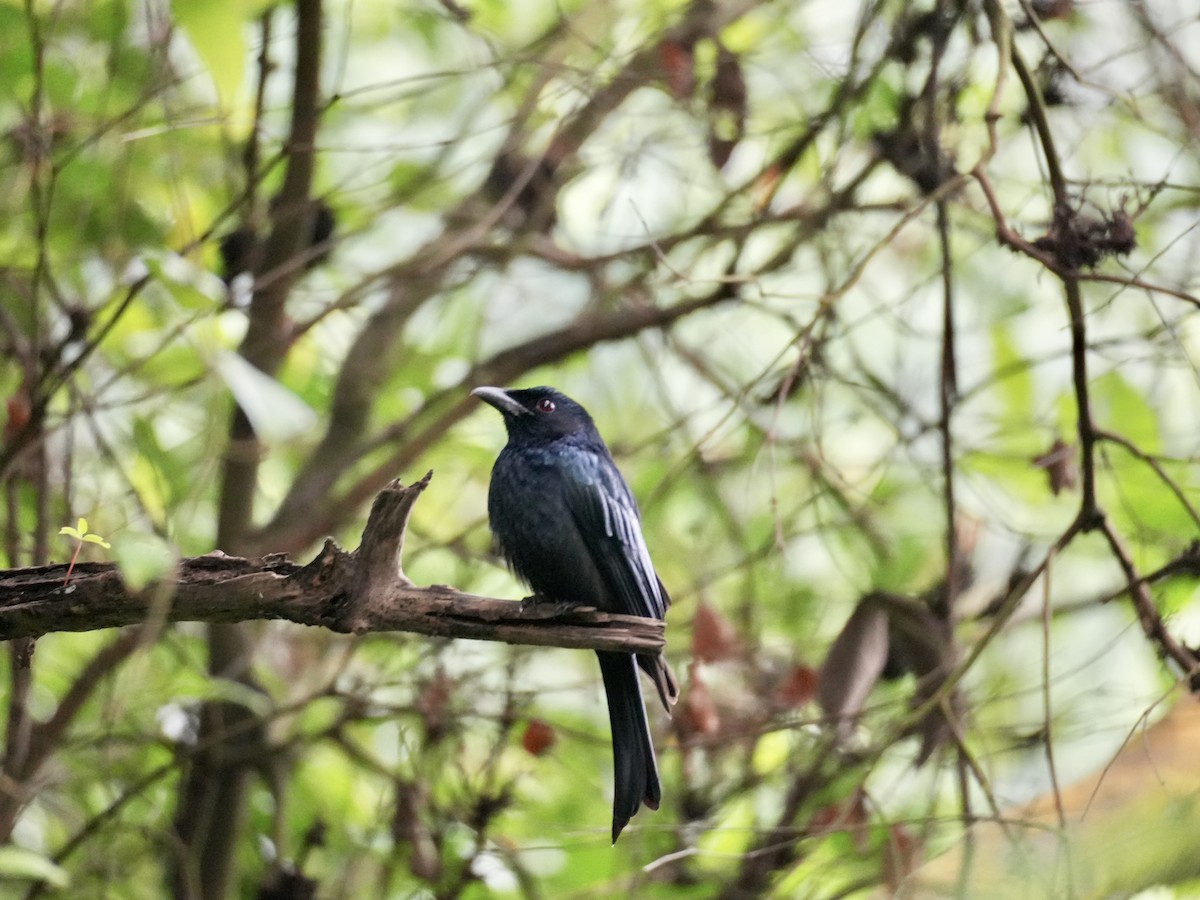 Crow-billed Drongo - Linus Chen