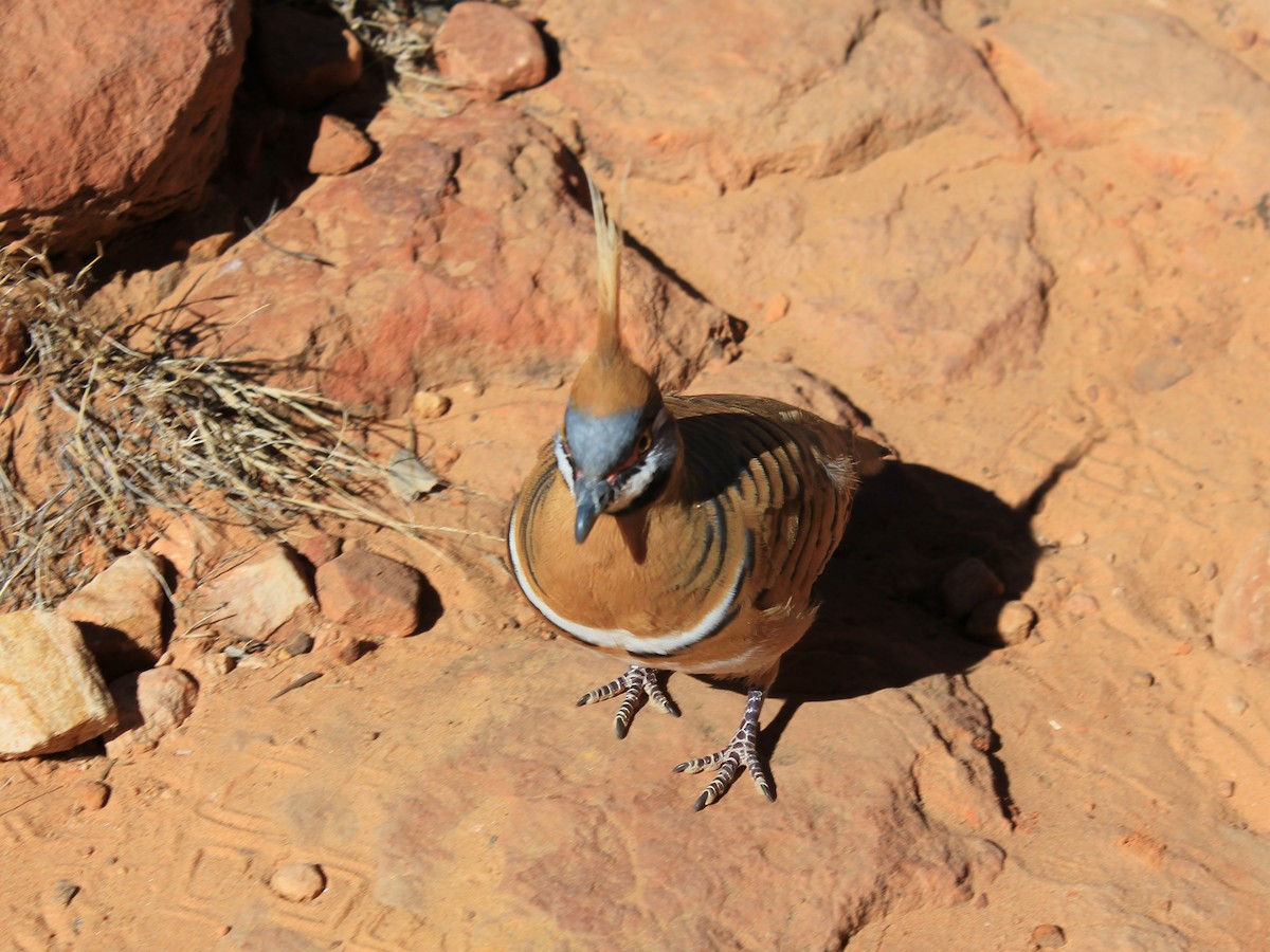 Spinifex Pigeon - ML617509408