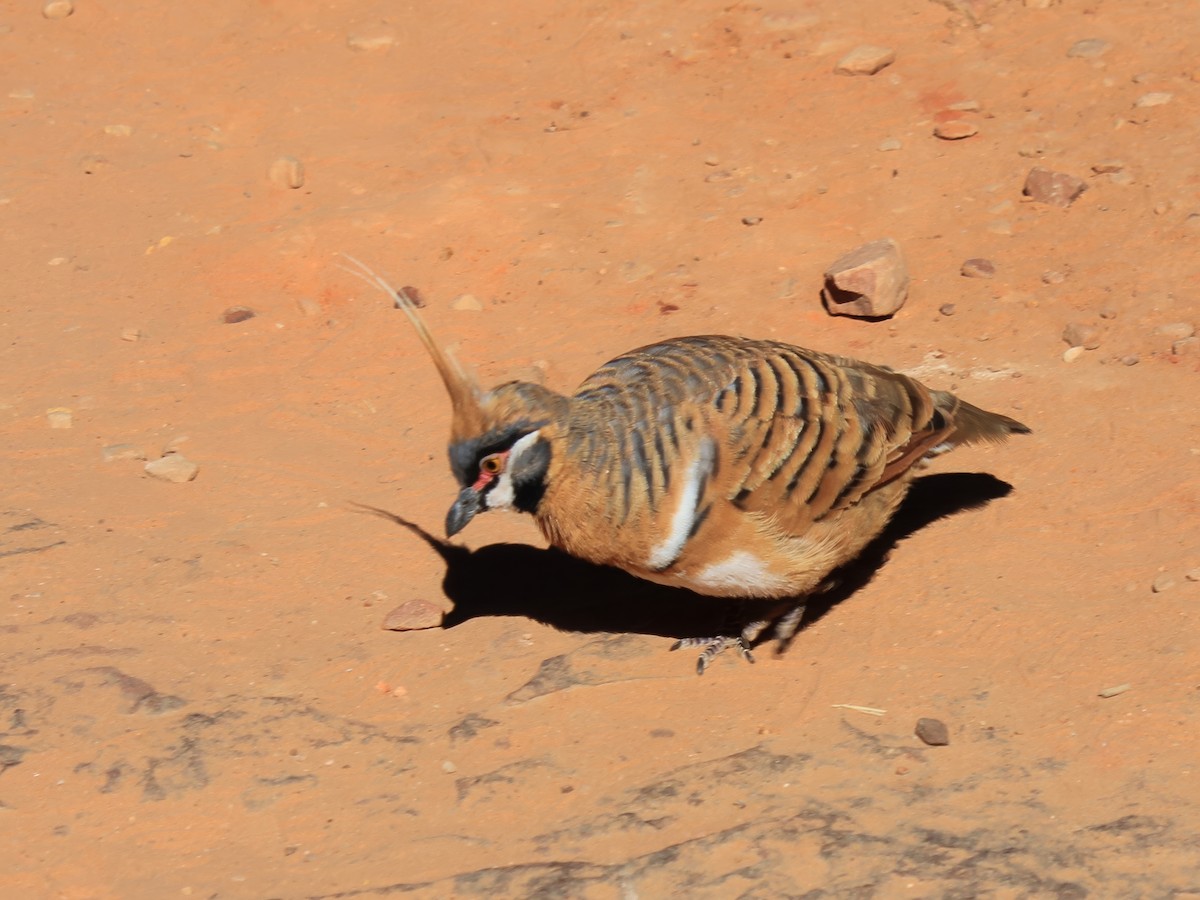 Spinifex Pigeon - Heather Williams