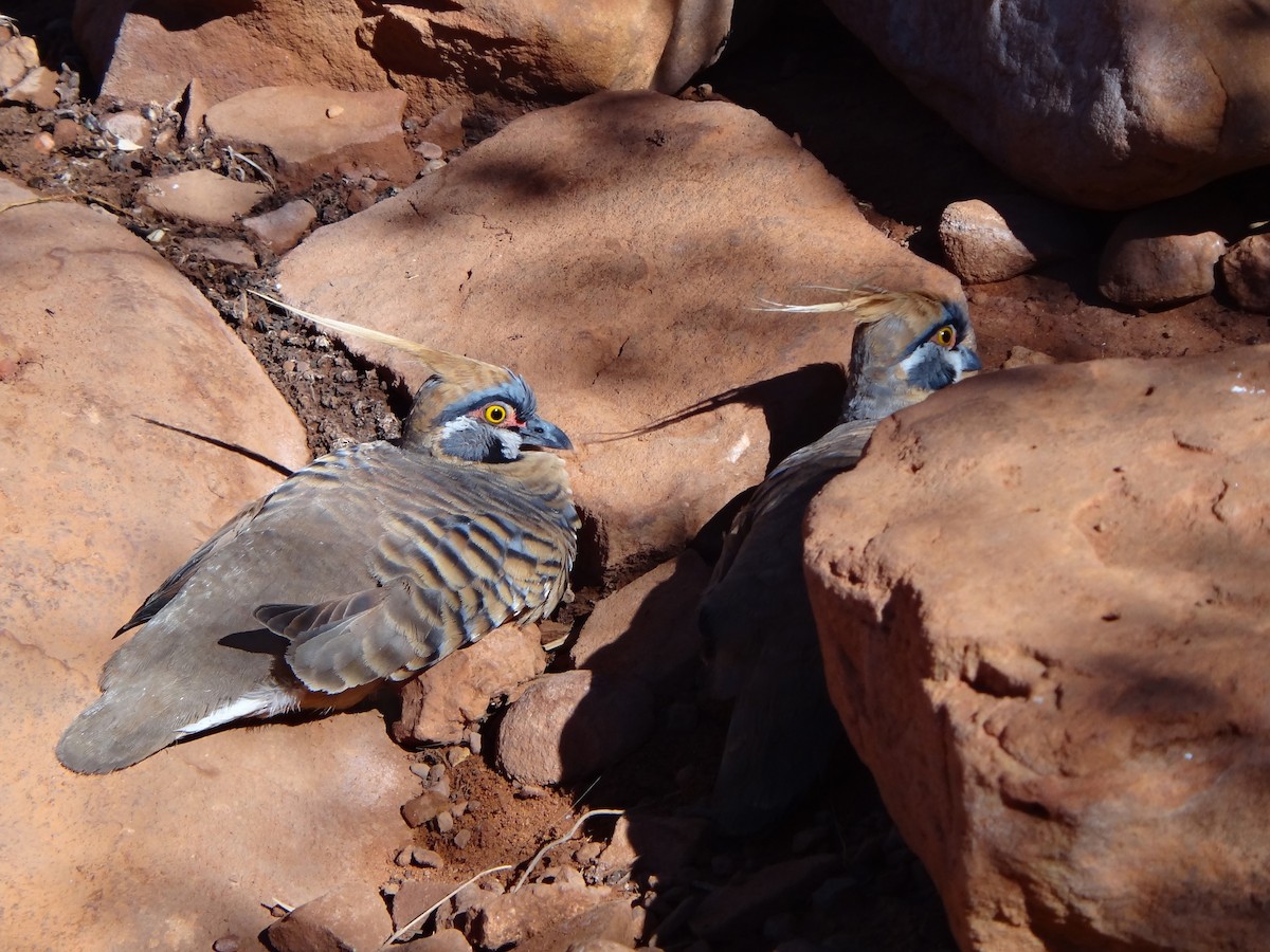 Spinifex Pigeon - ML617509412