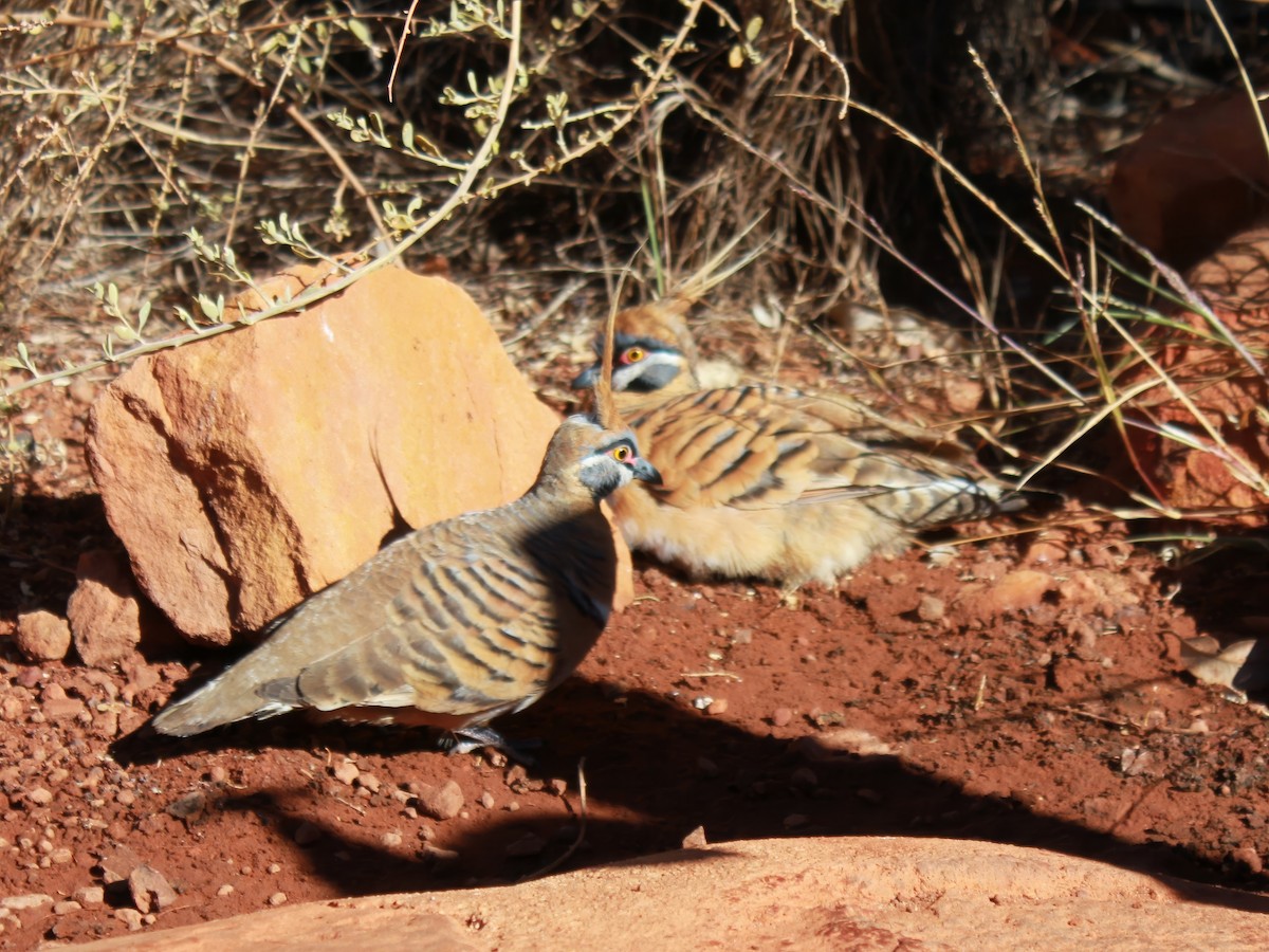 Spinifex Pigeon - ML617509413