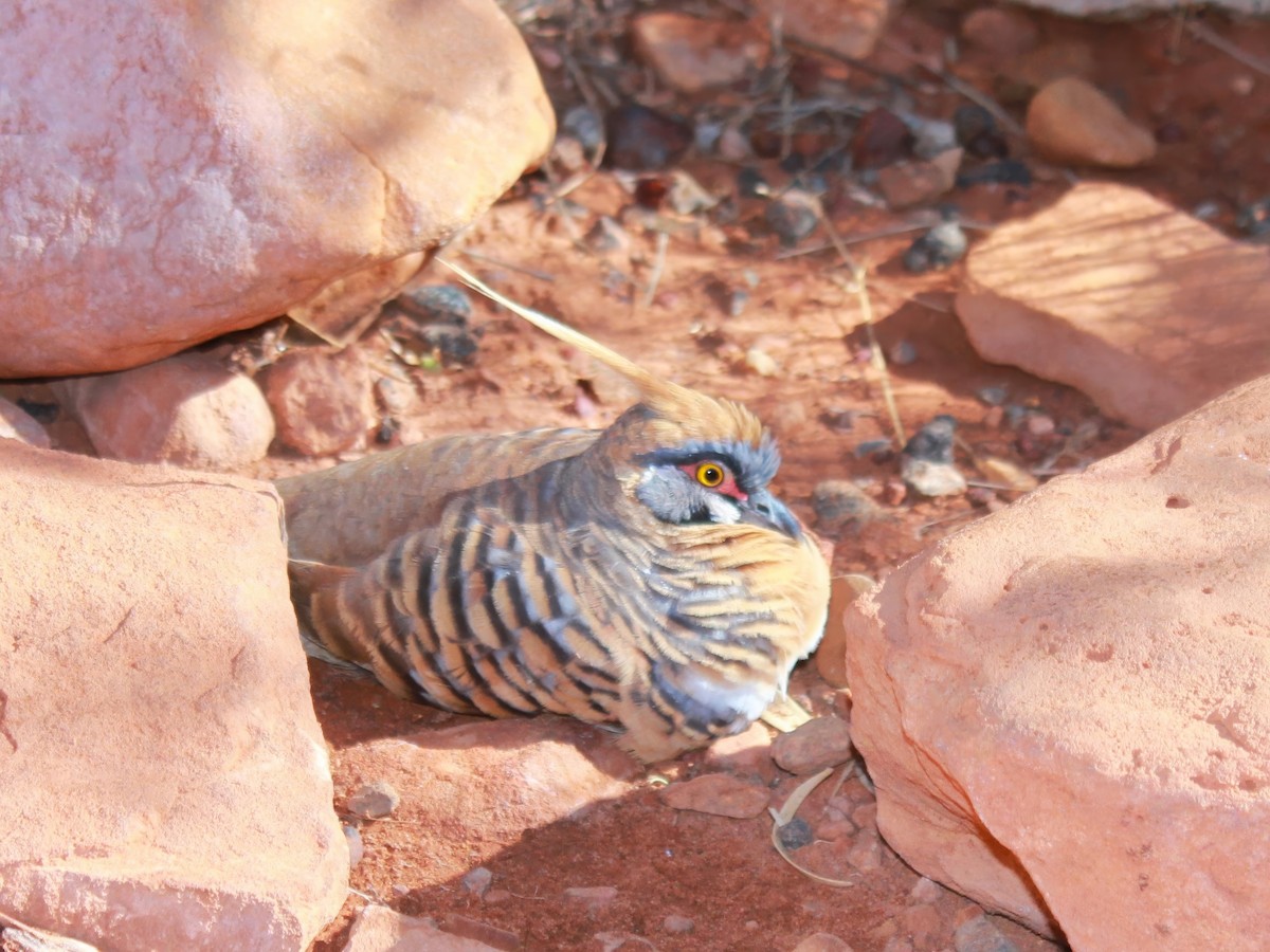 Spinifex Pigeon - ML617509414
