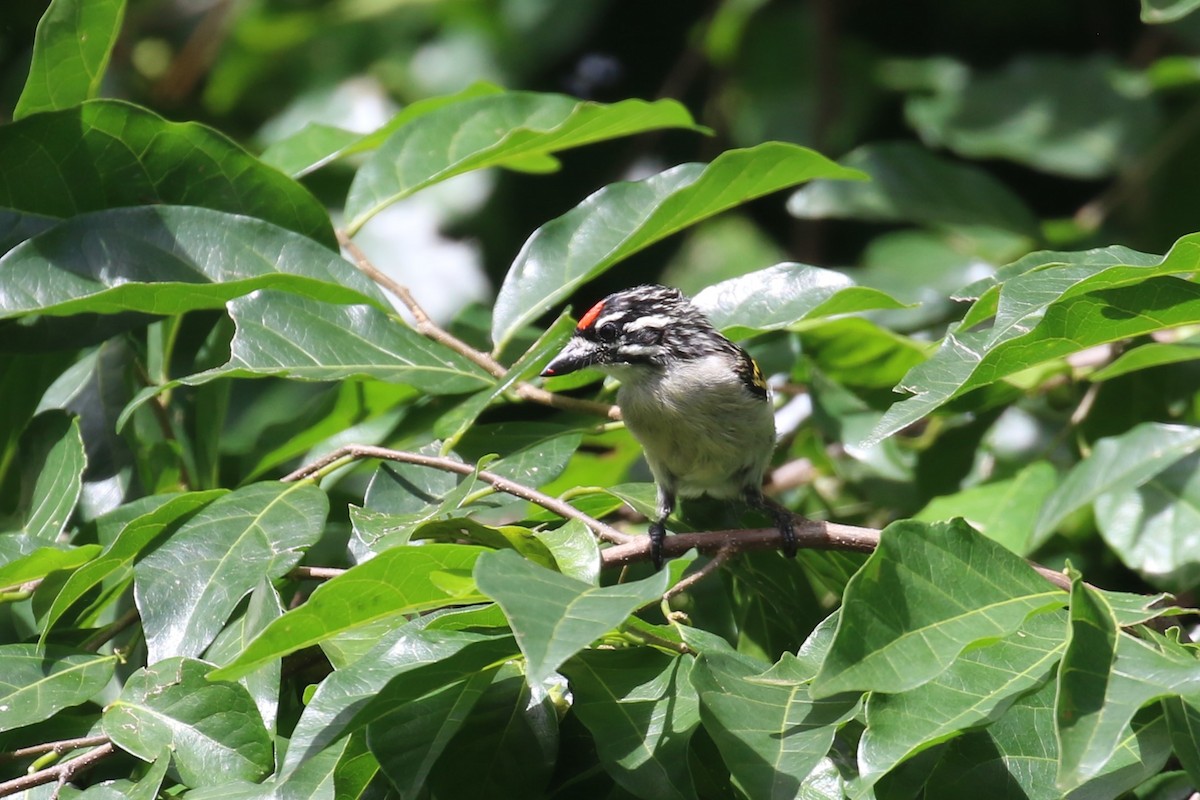 Red-fronted Tinkerbird - ML617509431
