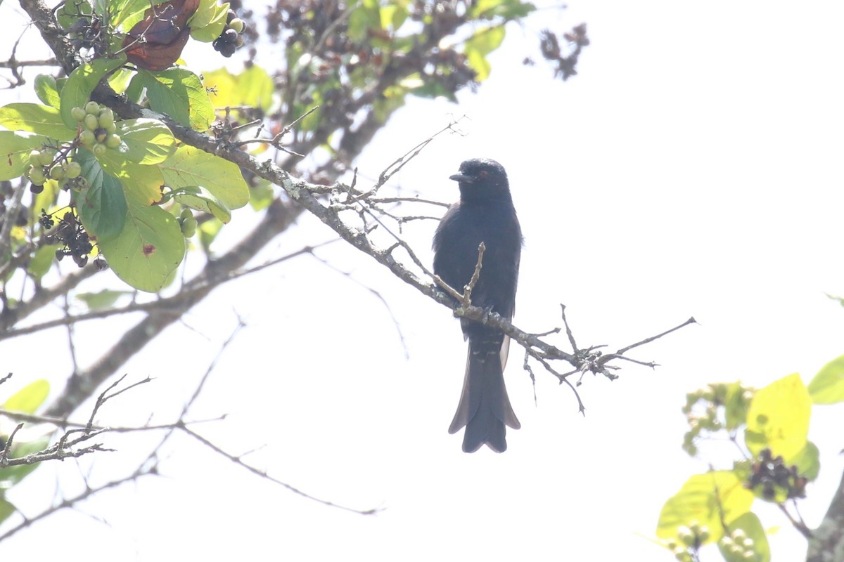 Fork-tailed Drongo - ML617509443