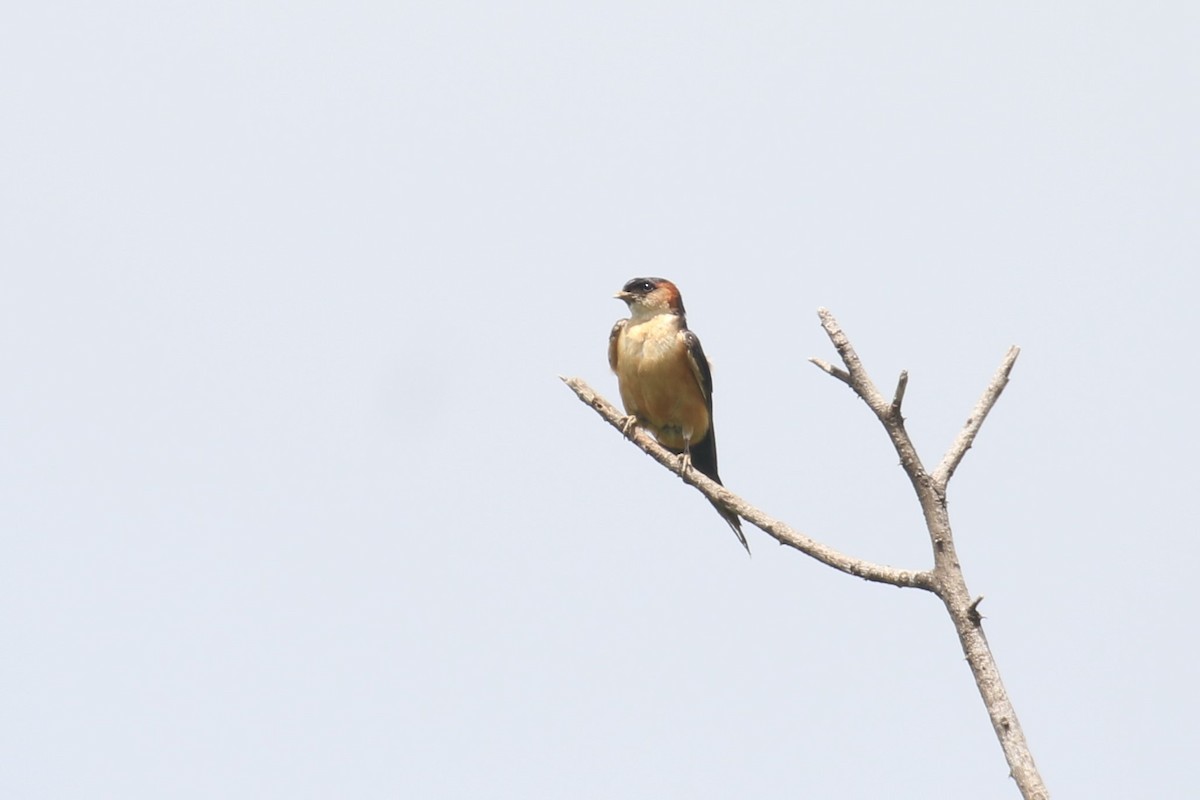 Red-rumped Swallow - ML617509457