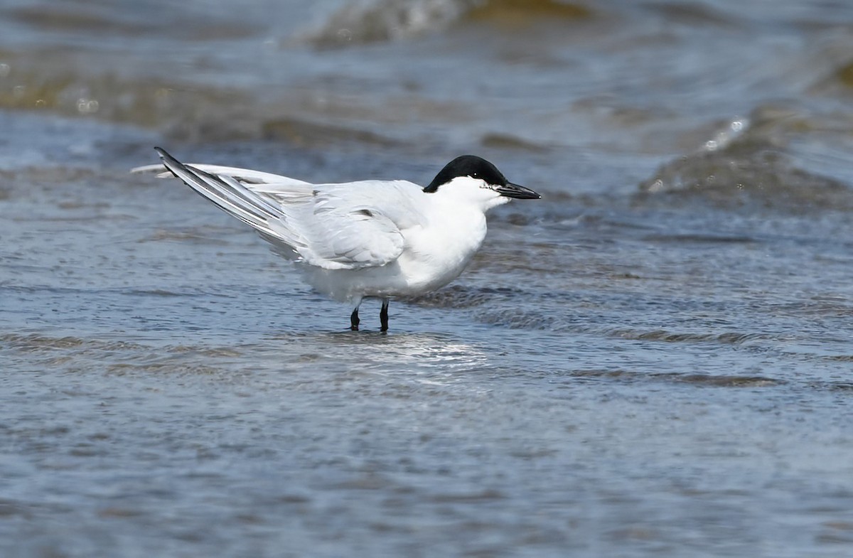 Gull-billed Tern - ML617509491
