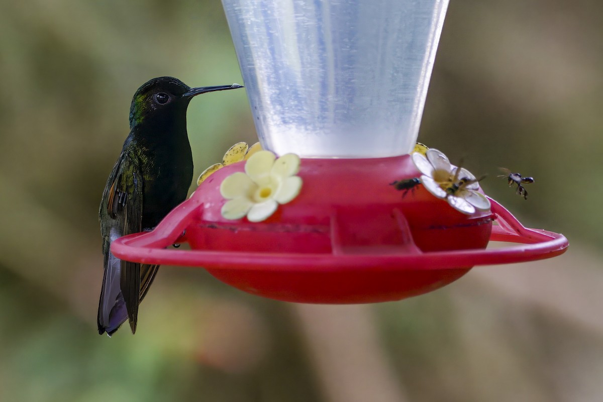 Black-bellied Hummingbird - Gareth Bowes