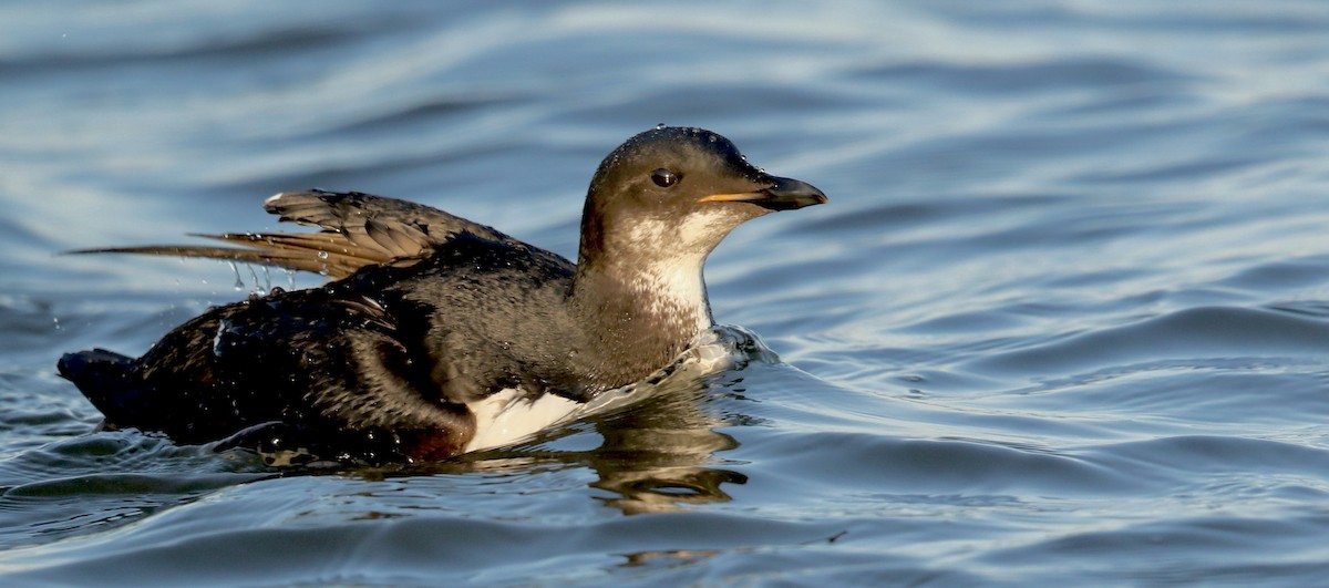 Thick-billed Murre - ML617509572