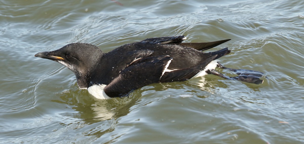 Thick-billed Murre - ML617509580