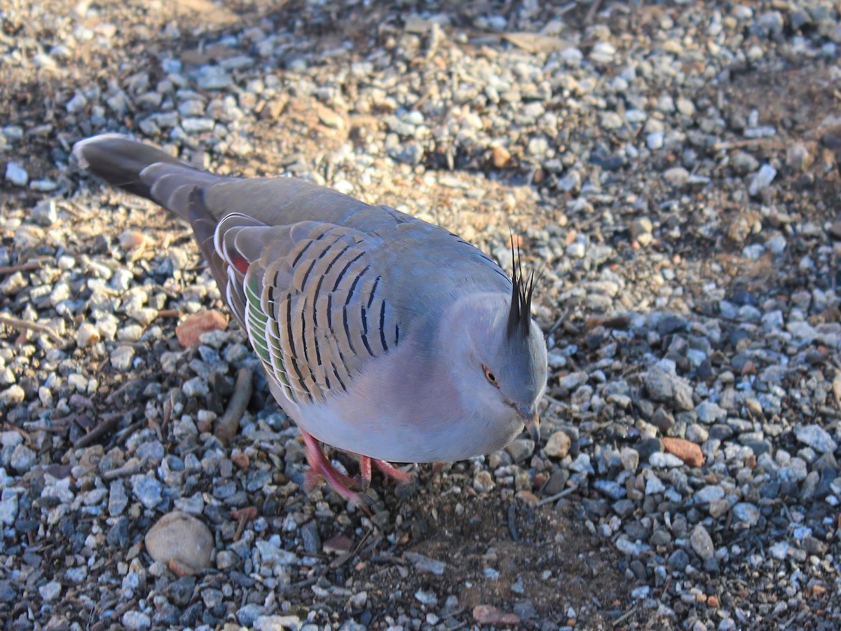 Crested Pigeon - ML617509582