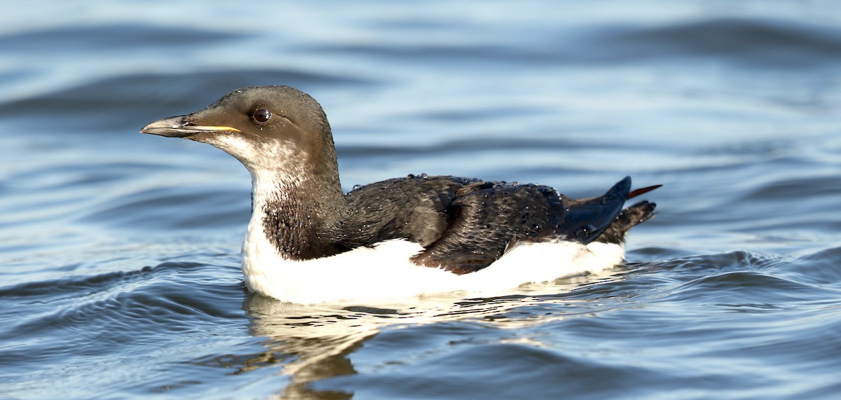 Thick-billed Murre - ML617509591