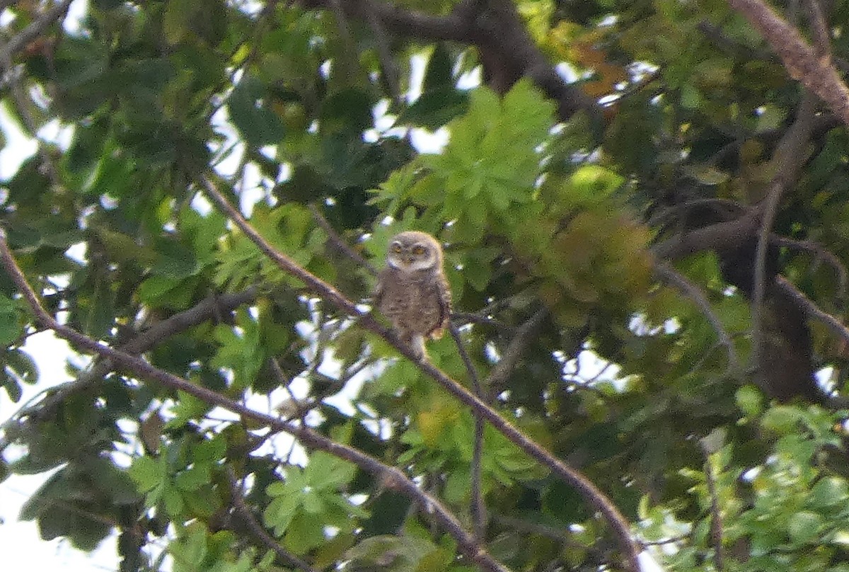 Spotted Wood-Owl - ML617509599