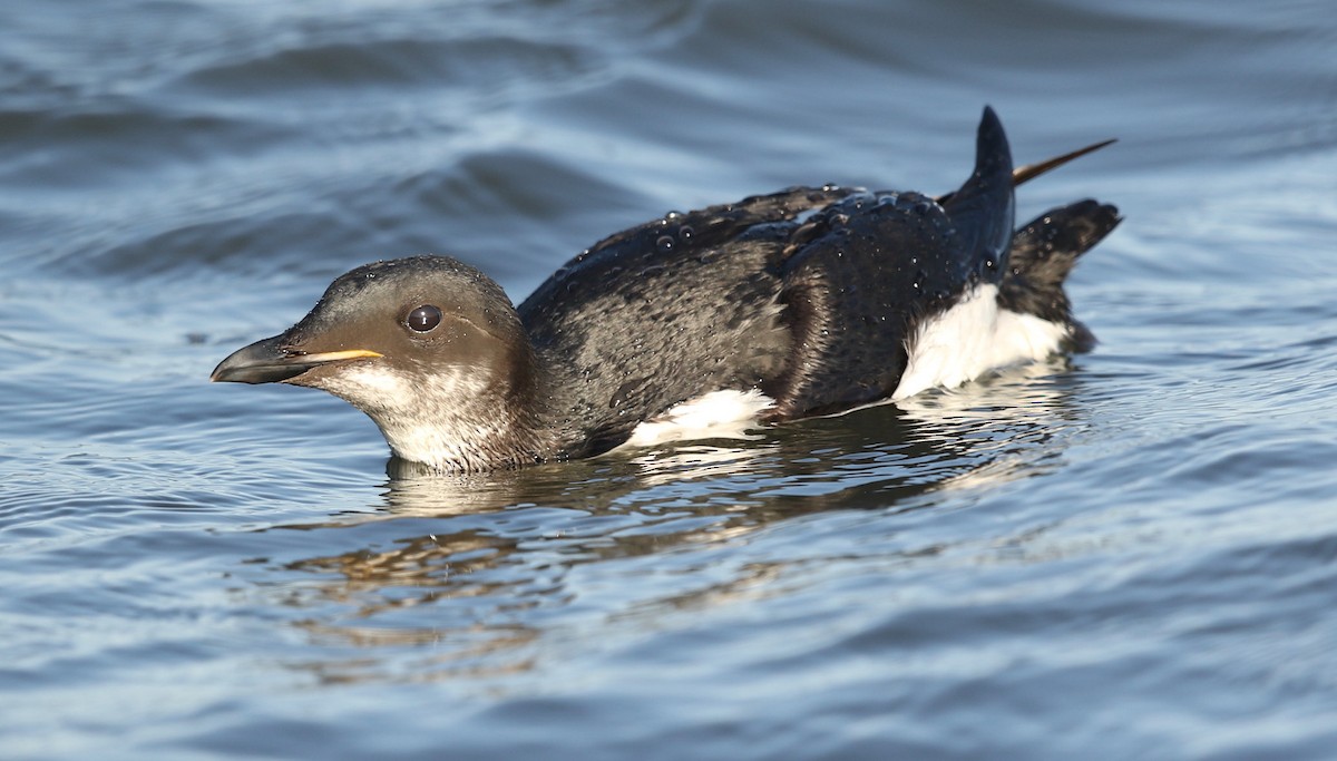 Thick-billed Murre - ML617509607