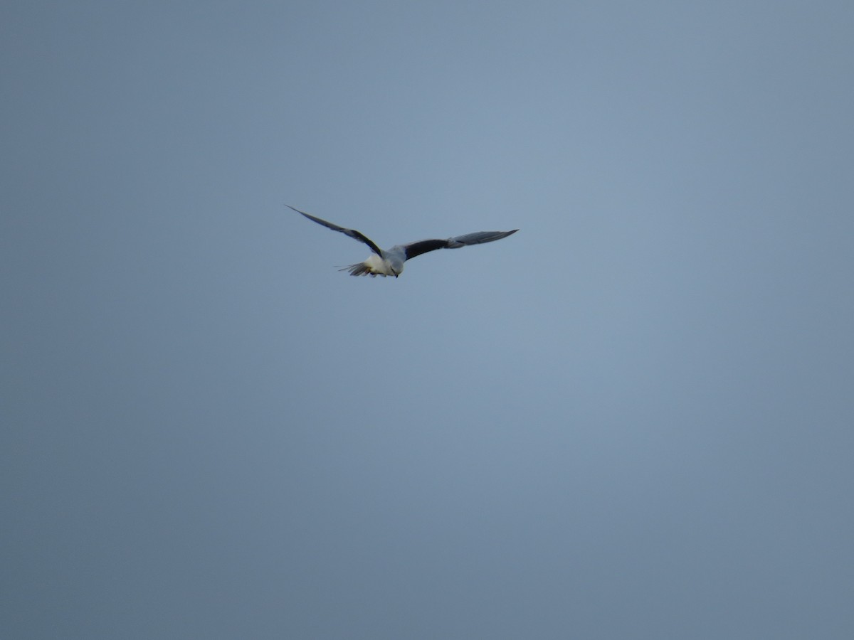 Black-shouldered Kite - ML617509622