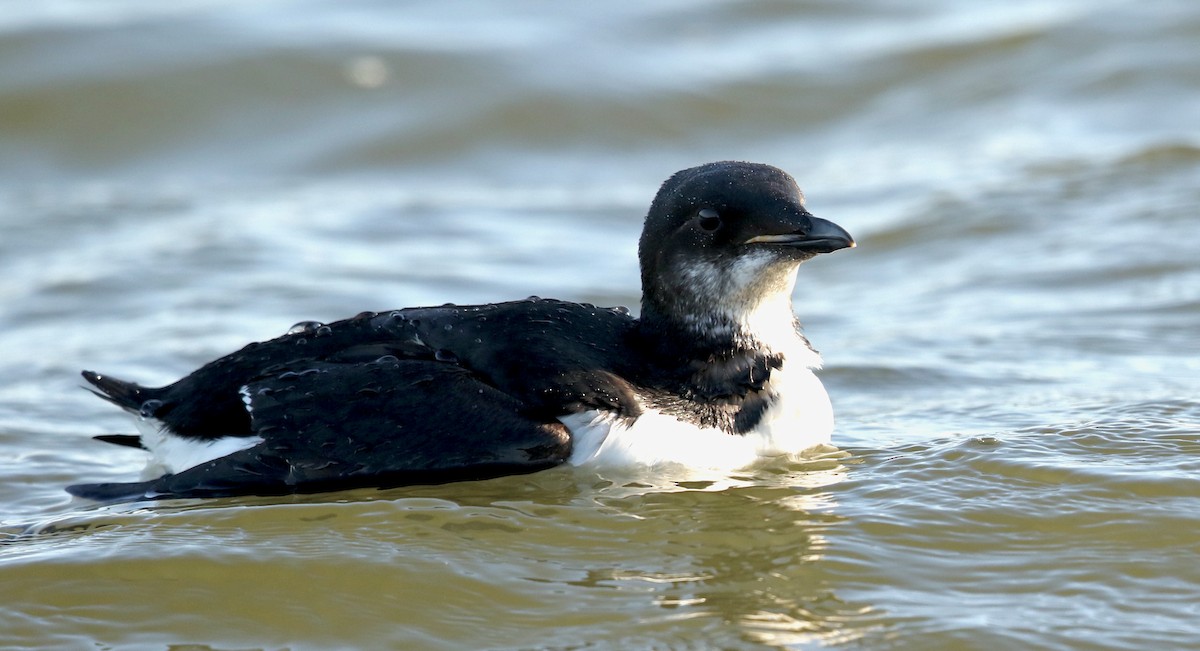 Thick-billed Murre - ML617509625
