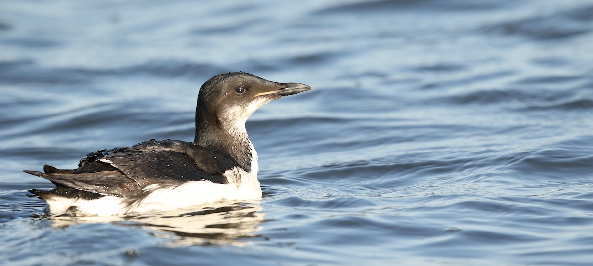 Thick-billed Murre - ML617509626