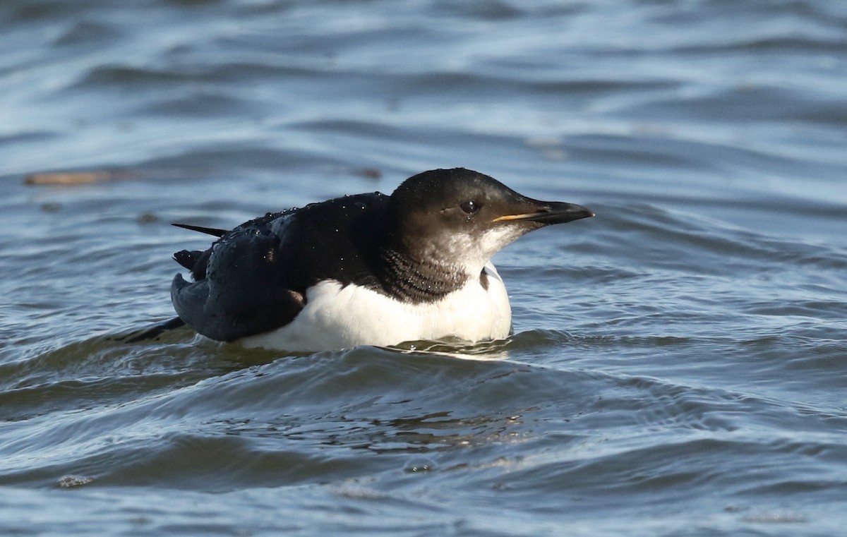 Thick-billed Murre - ML617509632