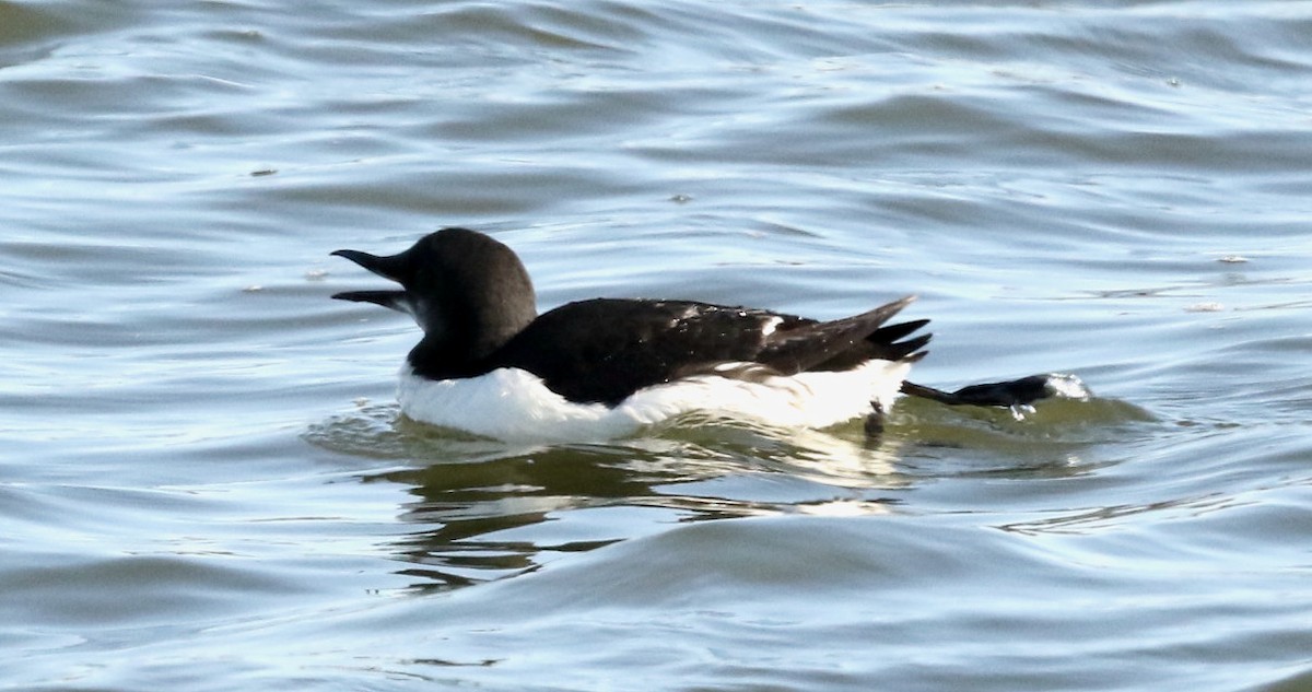 Thick-billed Murre - ML617509638