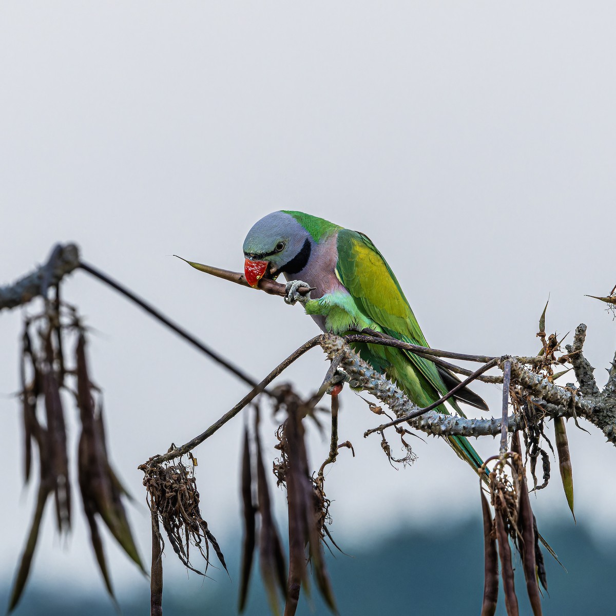 Red-breasted Parakeet - ML617509673