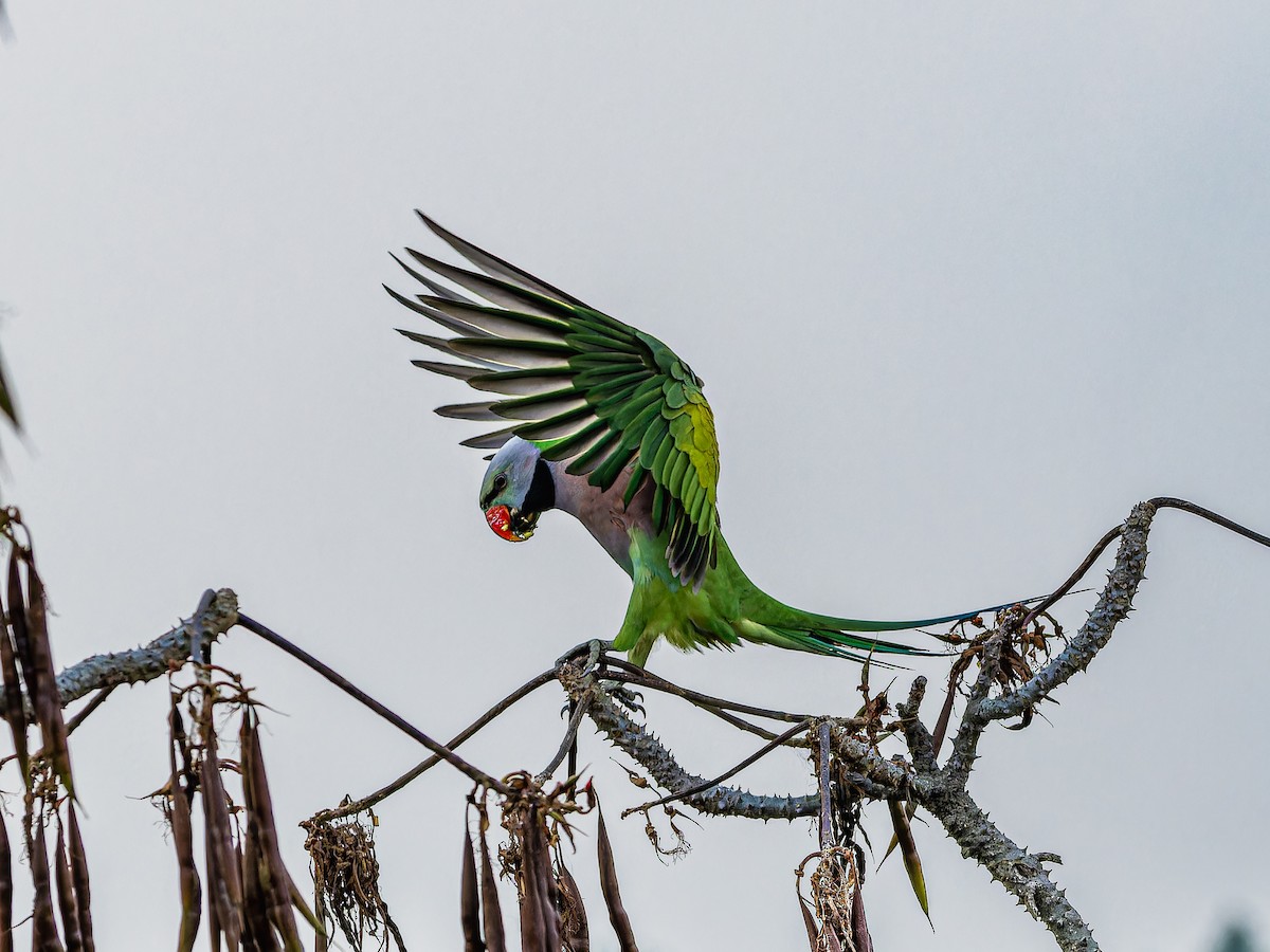 Red-breasted Parakeet - ML617509674