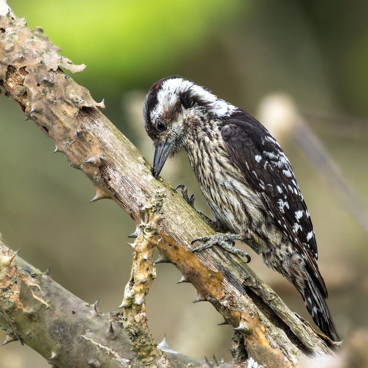 Gray-capped Pygmy Woodpecker - ML617509698