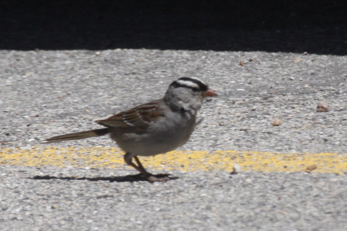 White-crowned Sparrow - ML617509796