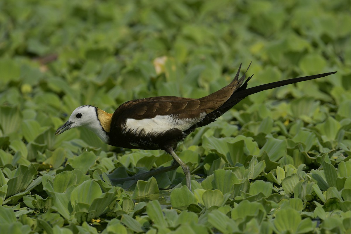 Pheasant-tailed Jacana - ML617509834