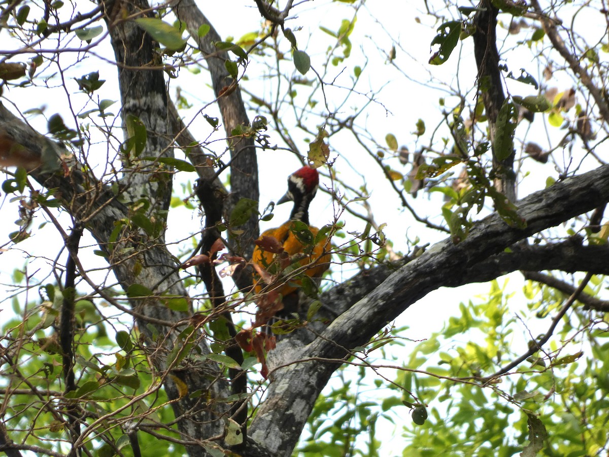 Greater Flameback - Mike Tuer