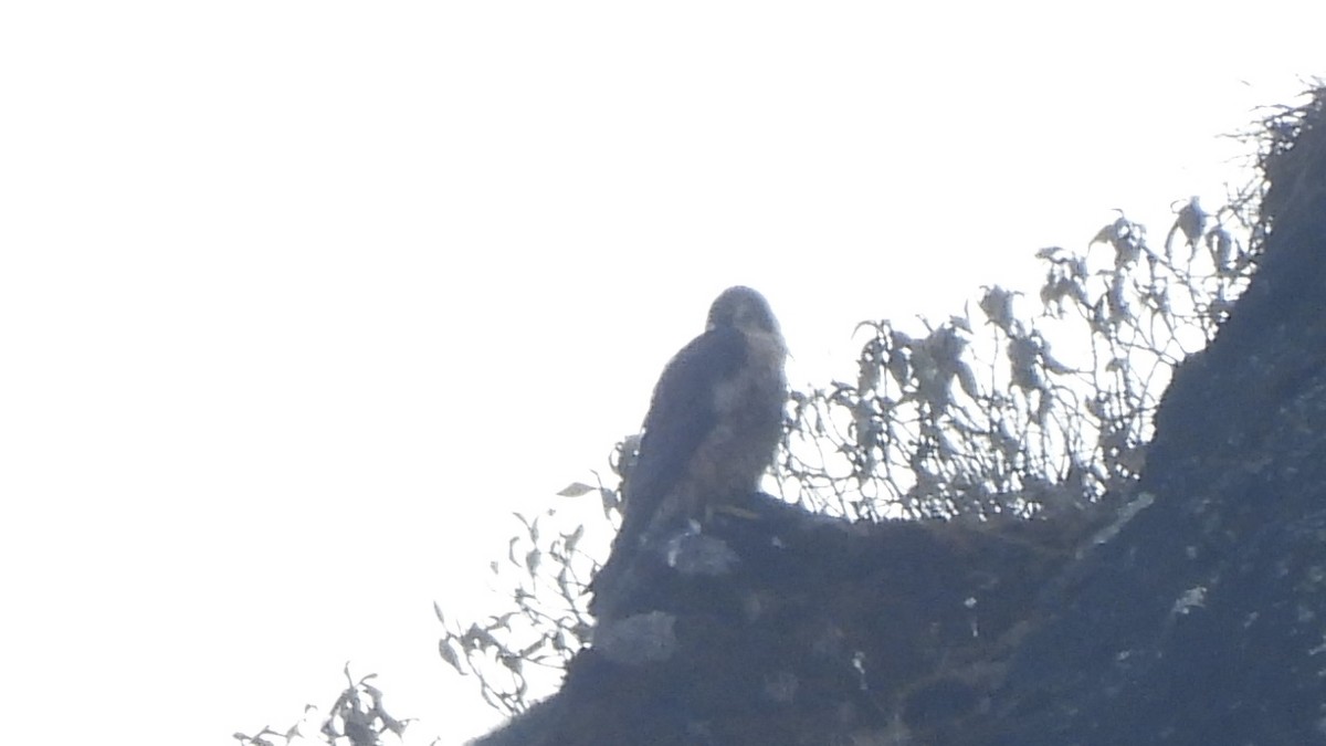 Peregrine Falcon (Shaheen) - ML617509957