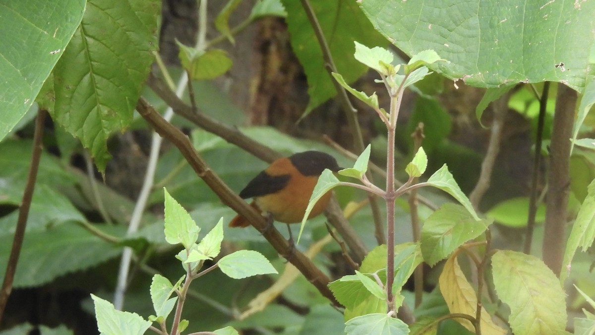 Black-and-orange Flycatcher - Munish Gowda