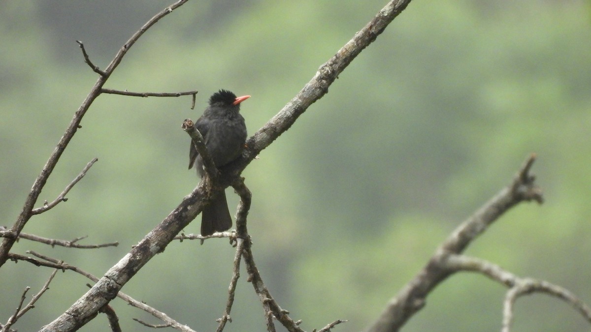 Square-tailed Bulbul - Munish Gowda
