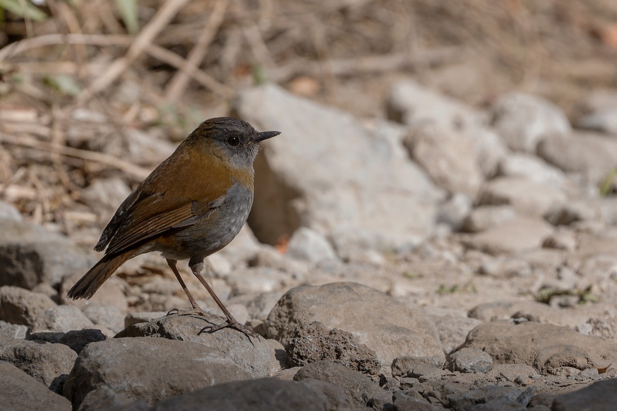 Black-billed Nightingale-Thrush - Manlio Cuevas L.