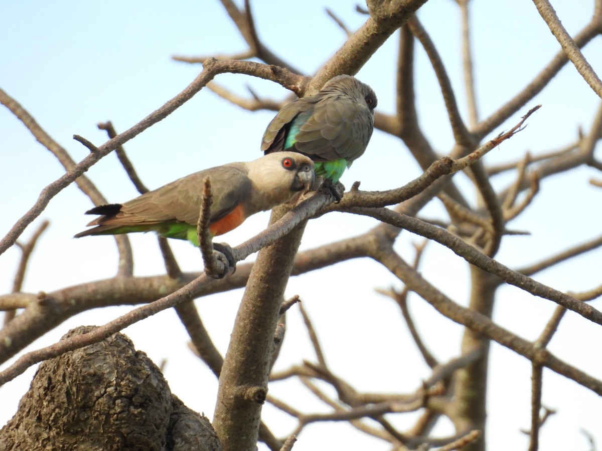 Kırmızı Karınlı Senegal Papağanı - ML617509987