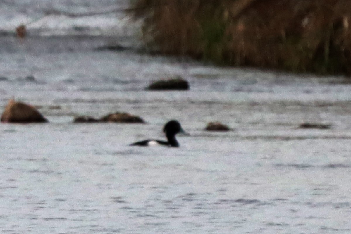 Tufted Duck - ML617510018