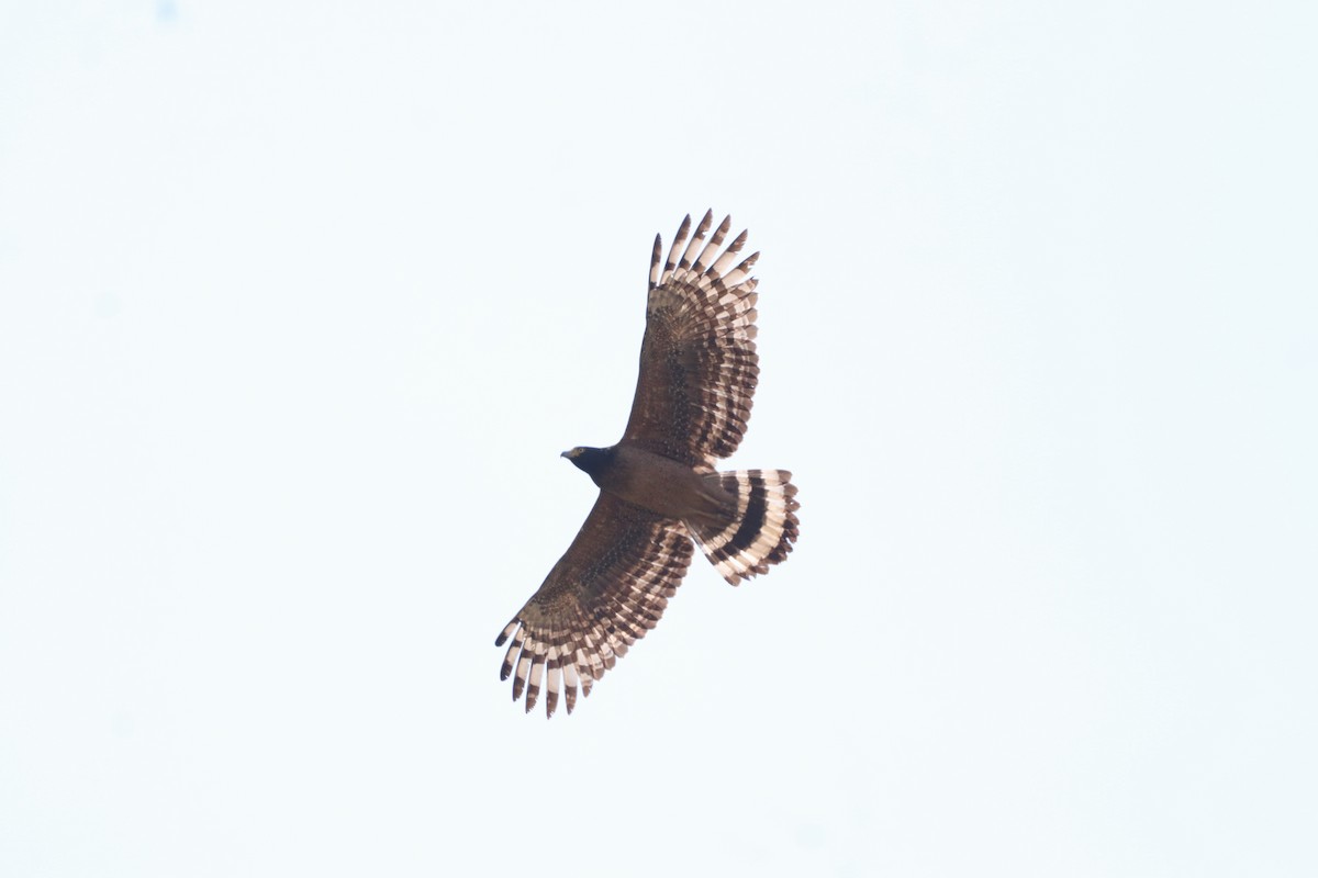 Crested Serpent-Eagle - ML617510028