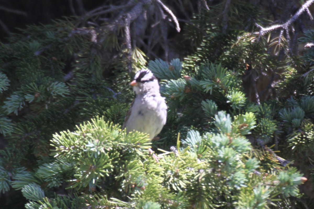 White-crowned Sparrow - Clyde Blum