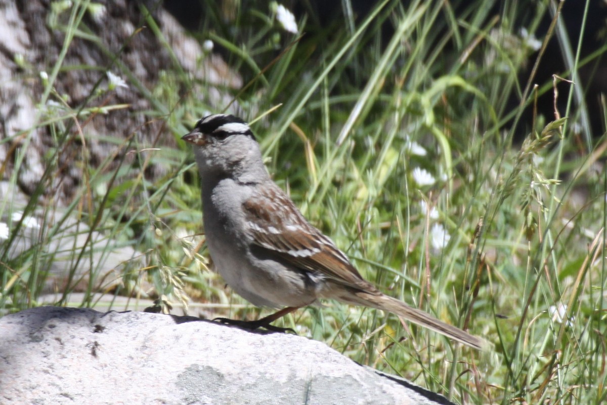 White-crowned Sparrow - ML617510073