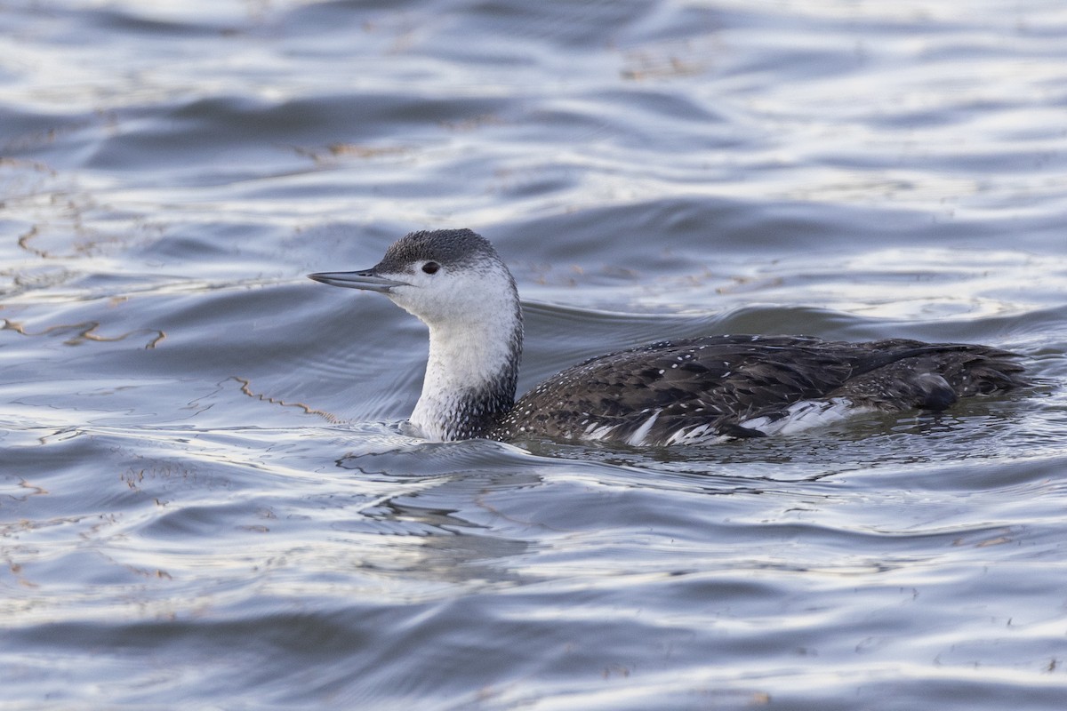 Red-throated Loon - ML617510084