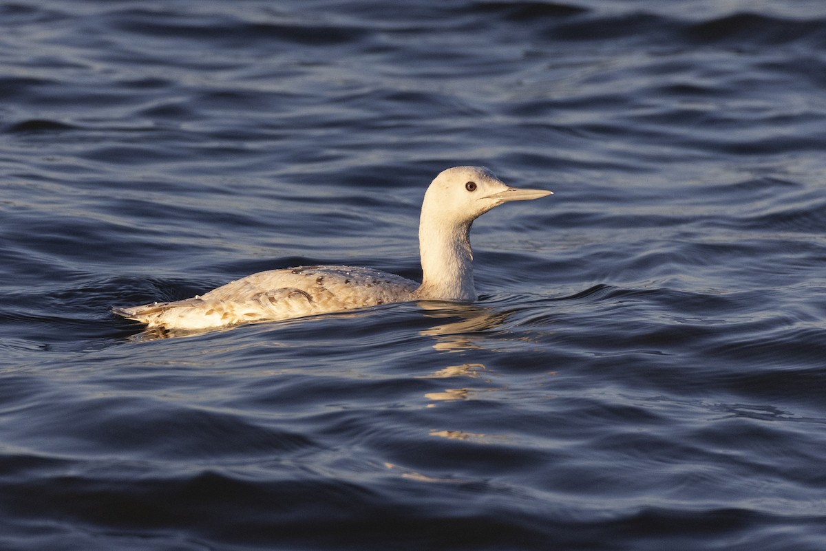 Red-throated Loon - ML617510086