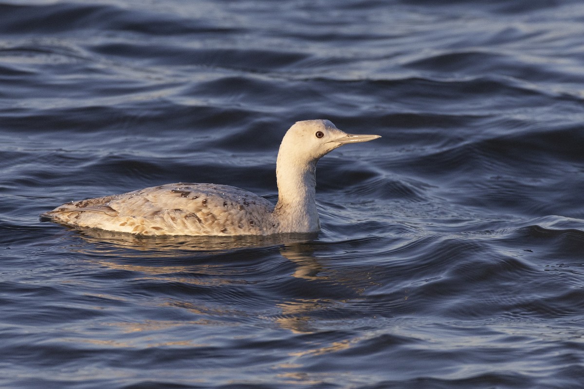 Red-throated Loon - ML617510087