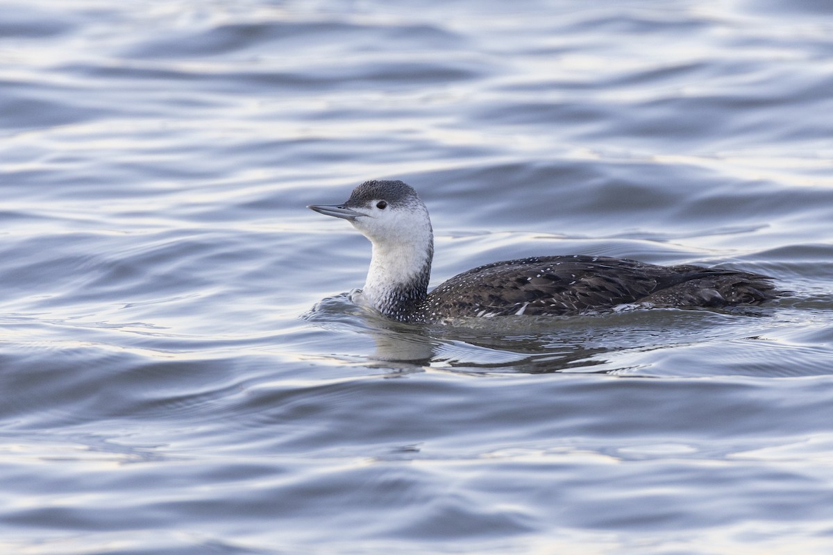 Red-throated Loon - Michael Stubblefield