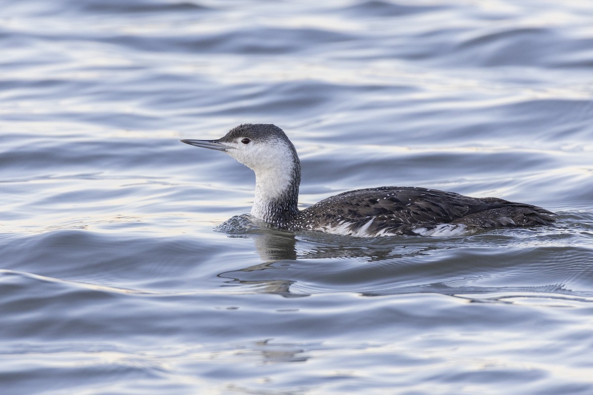 Red-throated Loon - ML617510089