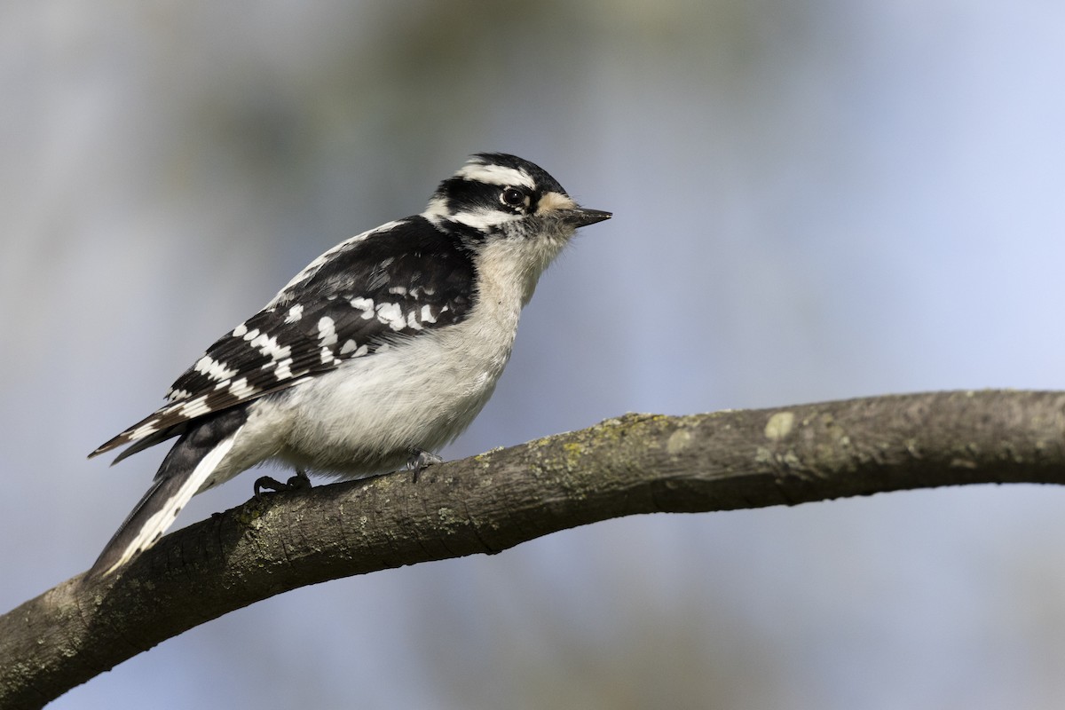 Downy Woodpecker (Eastern) - ML617510126
