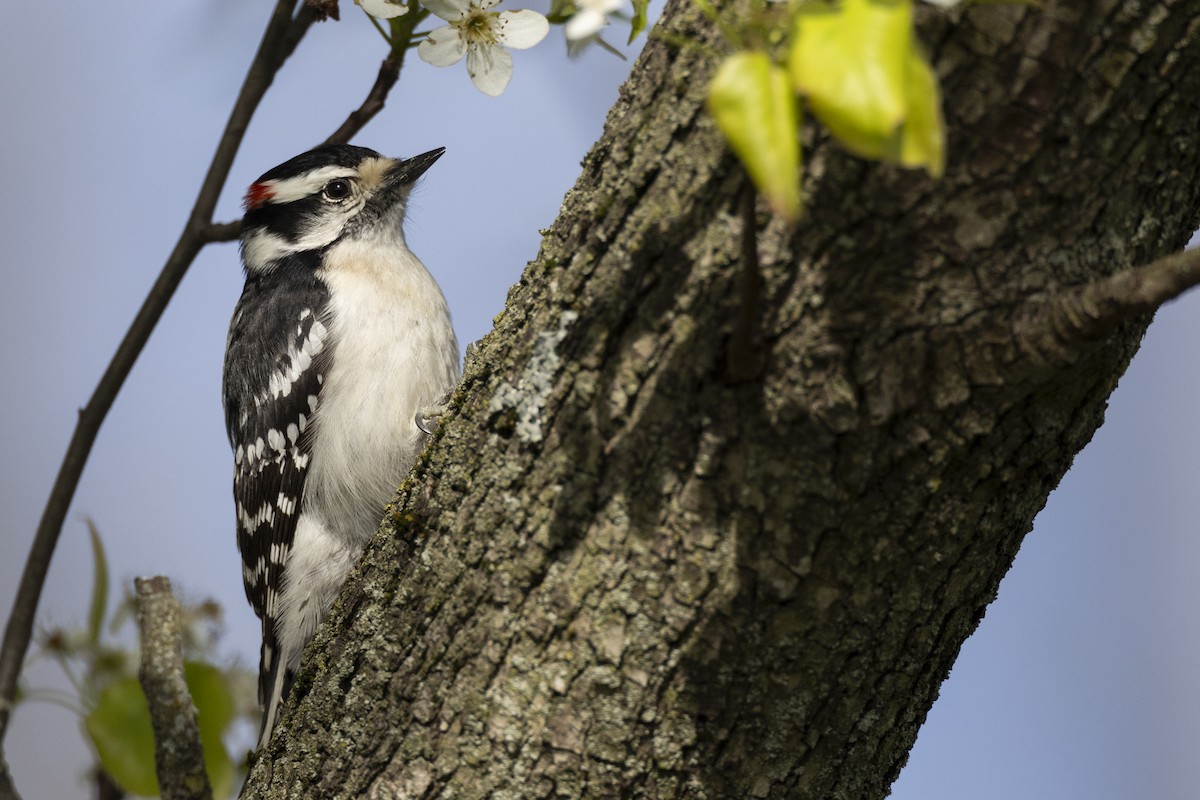 Downy Woodpecker (Eastern) - ML617510127
