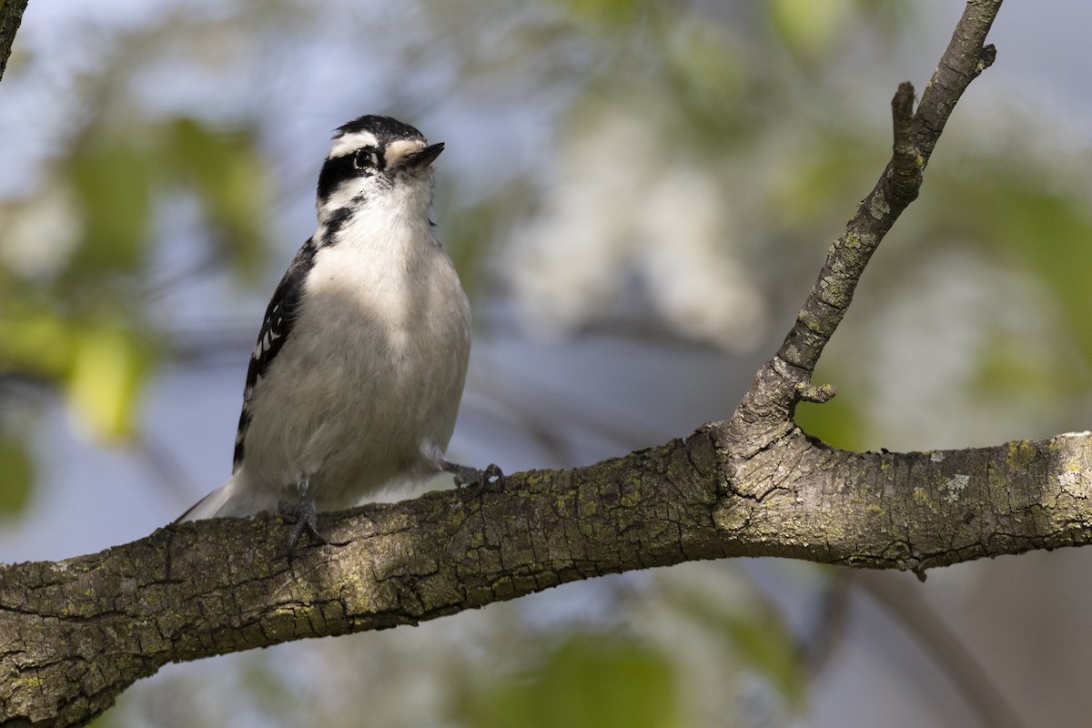Downy Woodpecker (Eastern) - ML617510128