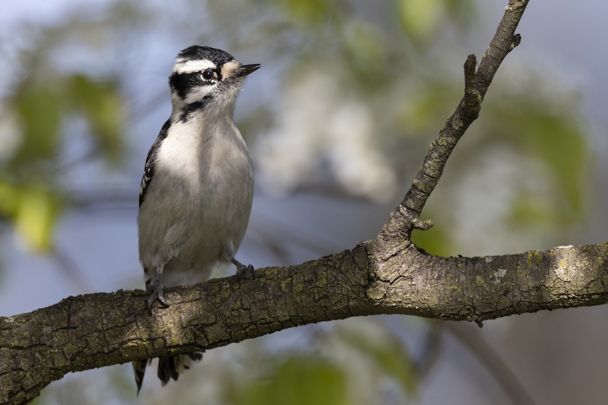 Downy Woodpecker (Eastern) - ML617510129