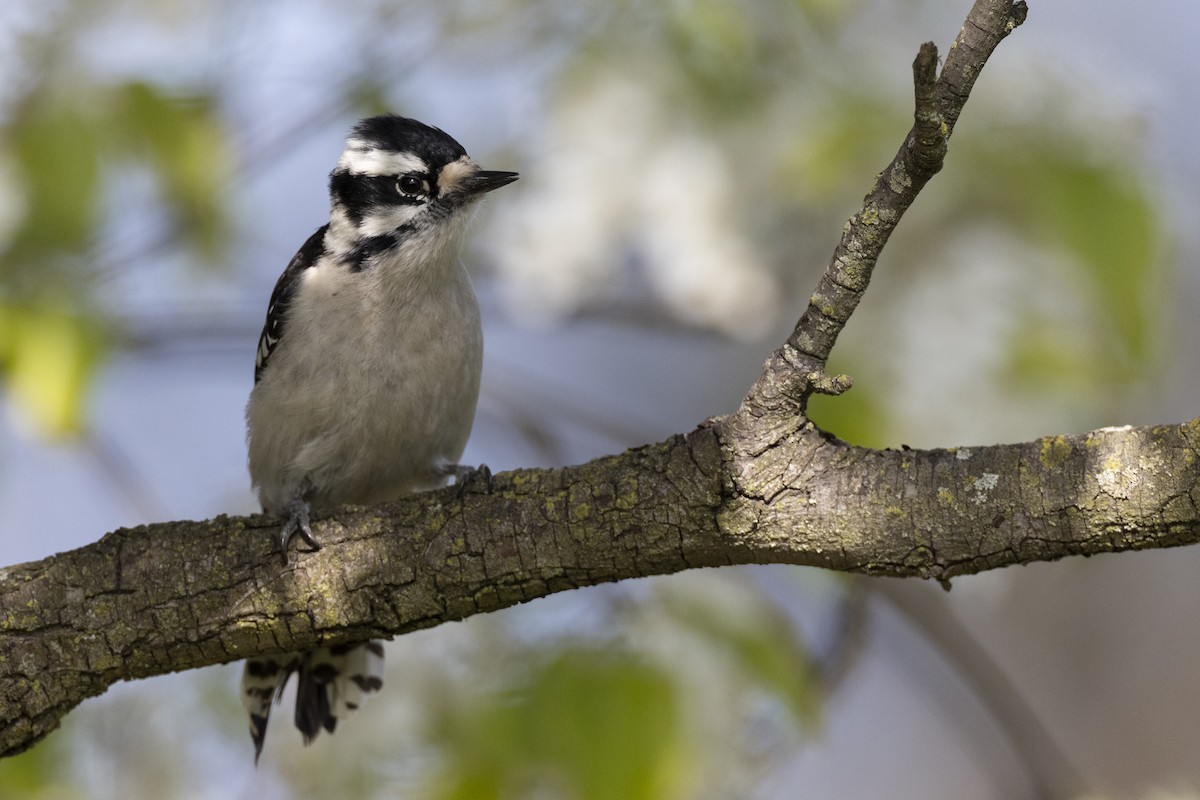 Downy Woodpecker (Eastern) - Michael Stubblefield