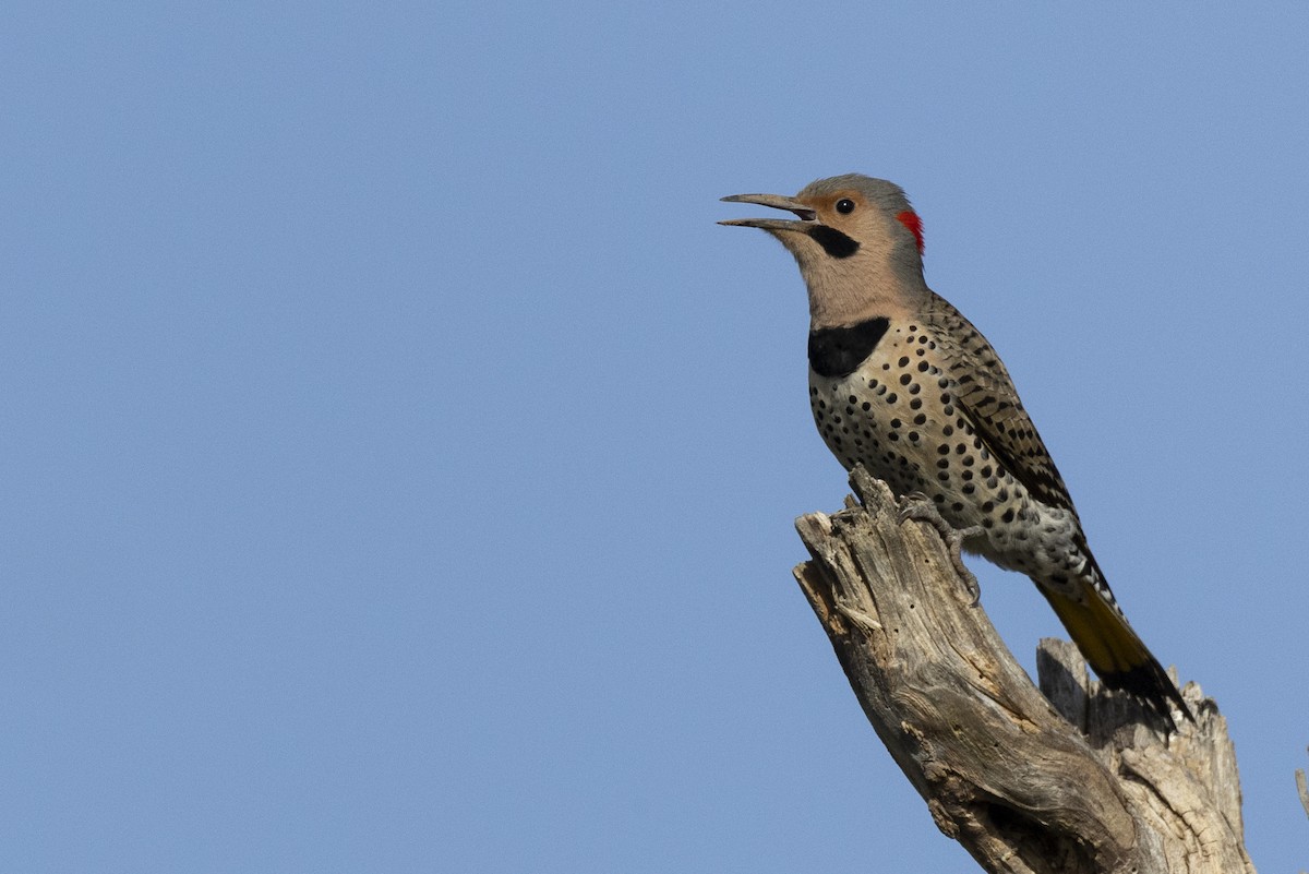 Northern Flicker (Yellow-shafted) - ML617510135