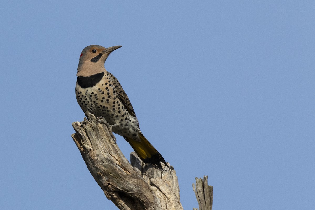 Northern Flicker (Yellow-shafted) - Michael Stubblefield